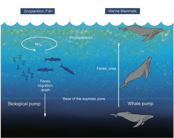 Citation: Roman J, McCarthy JJ (2010) The Whale Pump: Marine Mammals Enhance Primary Productivity in a Coastal Basin. PLoS ONE 5(10): e13255. doi:10.1371/journal.pone.0013255